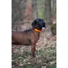 AVERY Standard Collar - Blaze Orange - Large