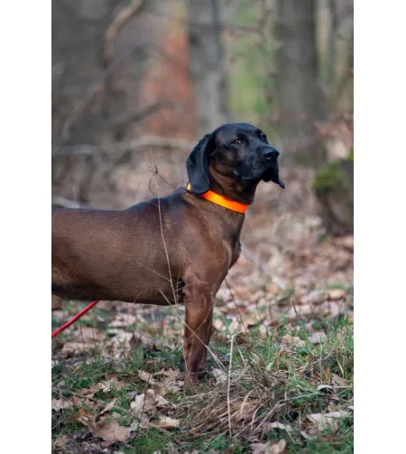AVERY Standard Collar - Blaze Orange - Large