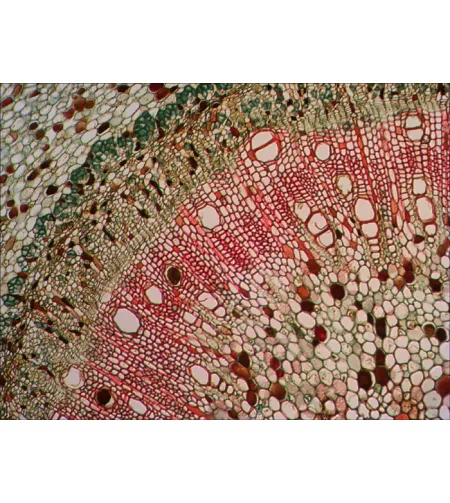 Paruoštų mikro skaidrių rinkinys Levenhuk N18 NG Biology and Zoology