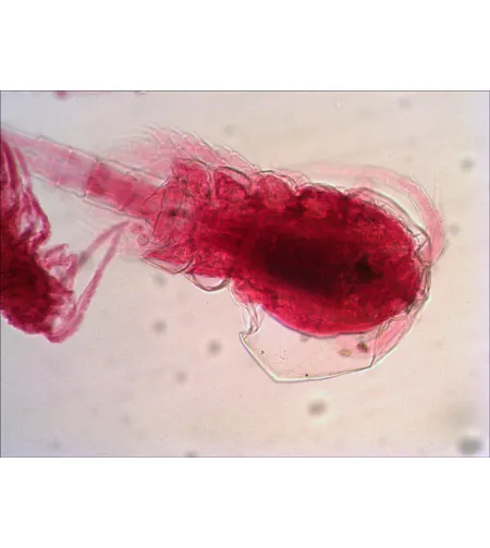 Paruoštų mikro skaidrių rinkinys Levenhuk N18 NG Biology and Zoology