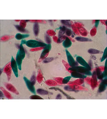 Paruoštų mikro skaidrių rinkinys Levenhuk N18 NG Biology and Zoology