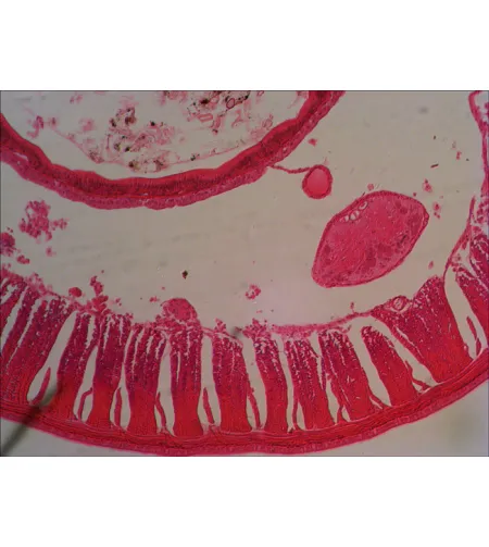 Paruoštų mikro skaidrių rinkinys Levenhuk N18 NG Biology and Zoology