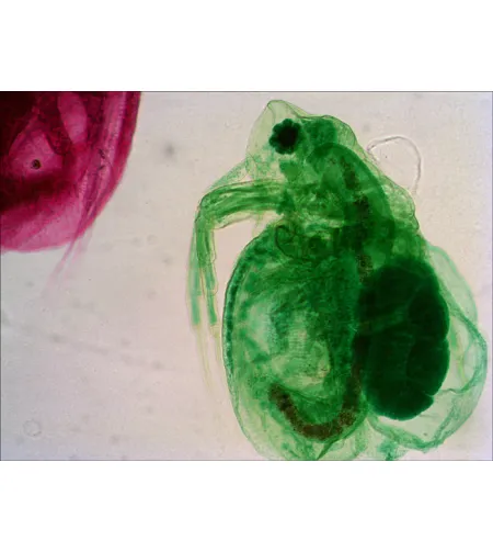 Paruoštų mikro skaidrių rinkinys Levenhuk N18 NG Biology and Zoology