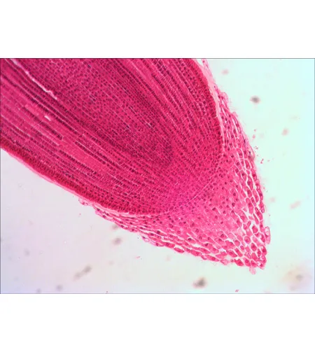 Paruoštų mikro skaidrių rinkinys Levenhuk N18 NG Biology and Zoology