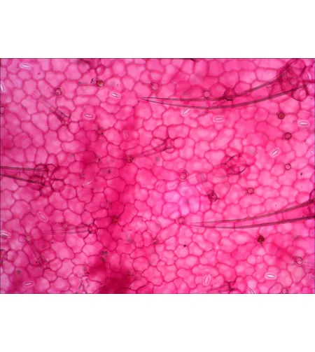 Paruoštų mikropreparatų rinkinys Levenhuk N38 NG