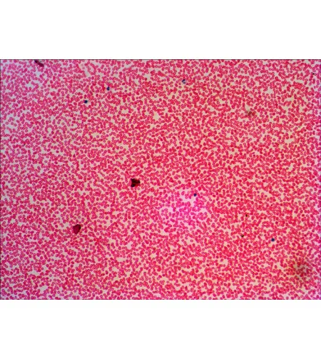 Paruoštų mikropreparatų rinkinys Levenhuk N38 NG