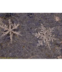 Levenhuk DTX 500 LCD Digital Microscope