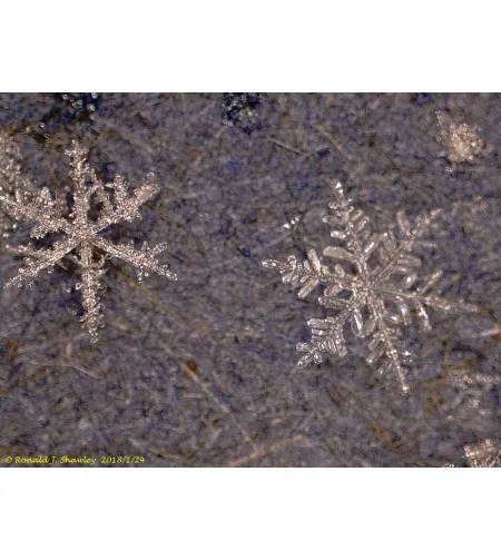 Микроскоп цифровой Levenhuk DTX 500 LCD