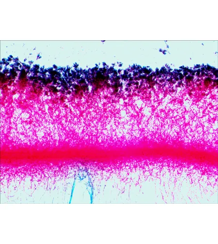 Skaidrių rinkinys Levenhuk N80 NG "See it all"