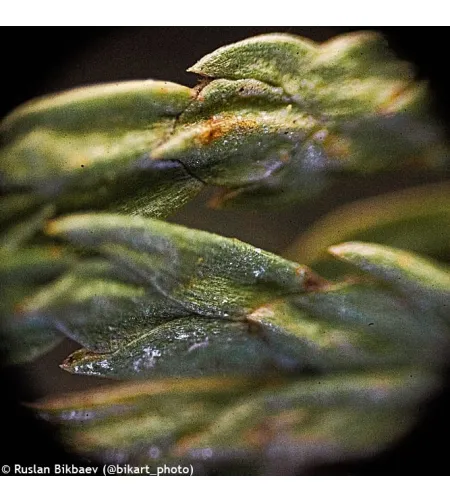 Levenhuk Rainbow D50L PLUS 2.5M Moonstone skaitmeninis mikroskopas