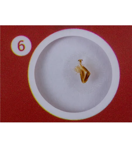 Prepared Slides Set Levenhuk LabZZ C12 Creatures