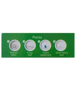 Paruoštas skaidrių rinkinys Levenhuk LabZZ P12 Augalai