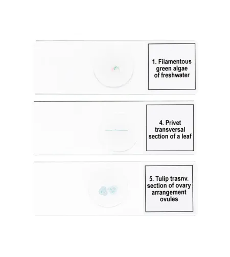 Набор микропрепаратов Discovery Prof DPS 5. «Биология»