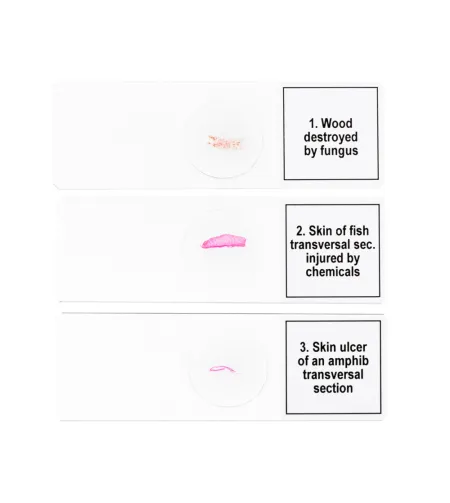 Набор микропрепаратов Discovery Prof DPS 5. «Мутации»