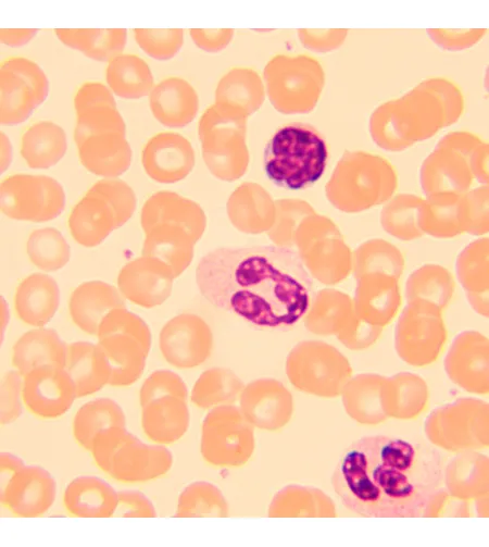 MAGUS Bio 250B biologinis mikroskopas