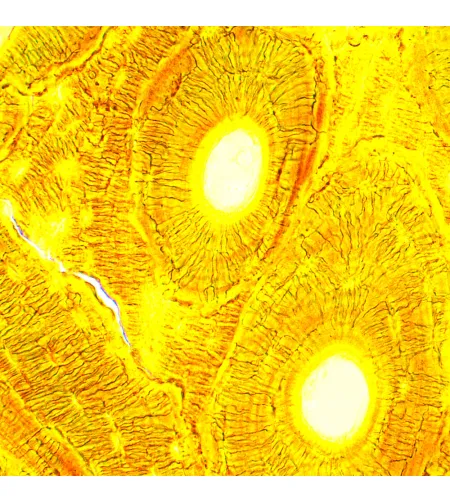 MAGUS Bio 250B biologinis mikroskopas