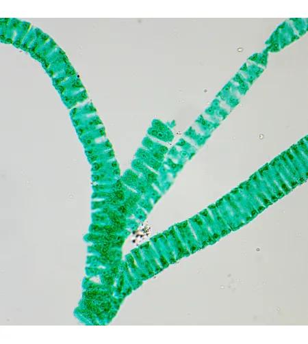 MAGUS Bio 250B biologinis mikroskopas