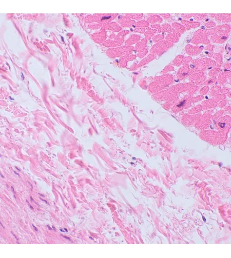 MAGUS Bio 250TL biologinis mikroskopas