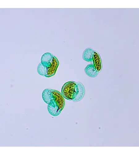 MAGUS Bio 250TL biologinis mikroskopas