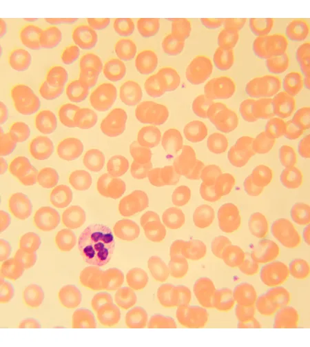 Биологический микроскоп MAGUS Bio 230B