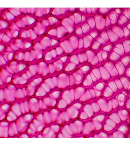 MAGUS Bio 230BL biologinis mikroskopas