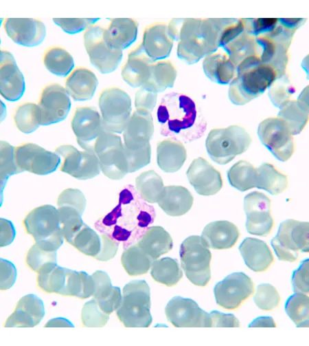 MAGUS Bio 230BL biologinis mikroskopas