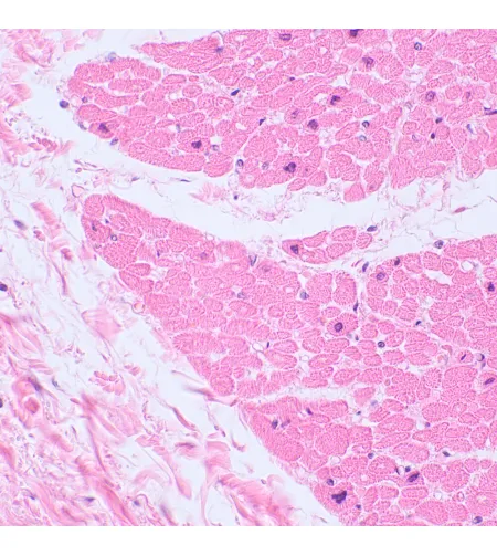 MAGUS Bio 230BL biologinis mikroskopas