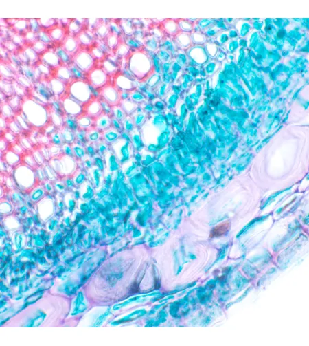 Биологический микроскоп MAGUS Bio 230T