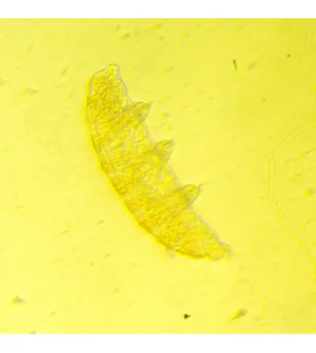 MAGUS Bio V350 Inverted Biological Microscope