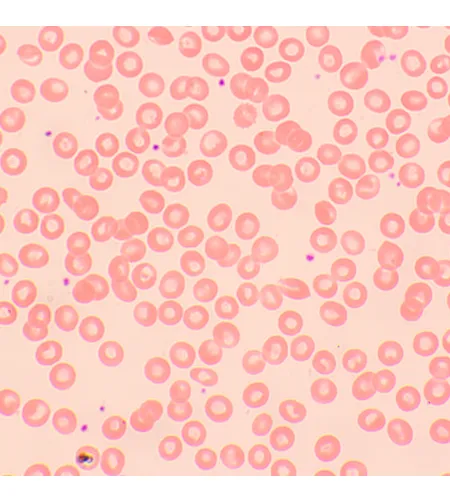 Микроскоп биологический цифровой MAGUS Bio D250TL LCD