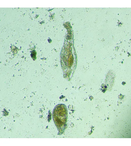 Biologinis apverstas skaitmeninis mikroskopas MAGUS Bio VD300 su LCD ekranu