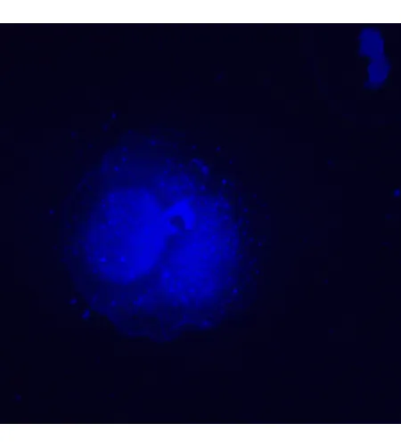 MAGUS Lum VD500L Fluorescence Inverted Digital Microscope