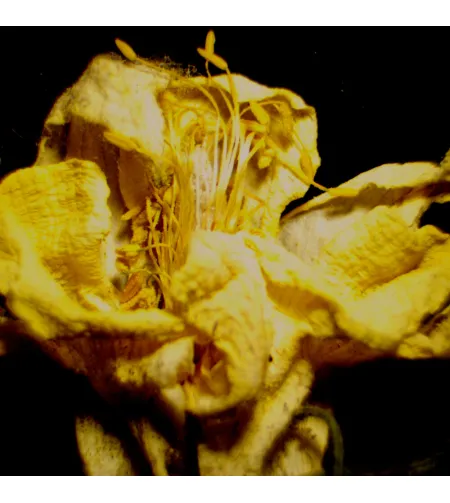 Цифровой стереомикроскоп MAGUS Stereo D9T с ЖК-дисплеем