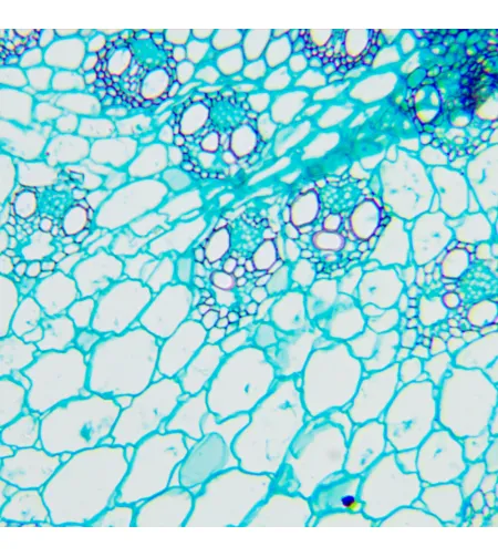 Микроскоп биологический MAGUS Bio 240B
