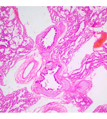 Микроскоп биологический MAGUS Bio 240B