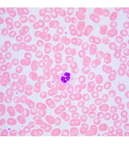 Микроскоп биологический MAGUS Bio 240B