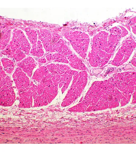 Микроскоп биологический MAGUS Bio 260T