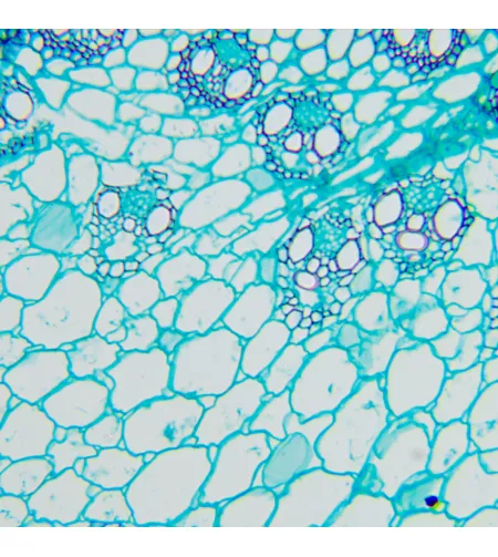Микроскоп биологический MAGUS Bio 260T