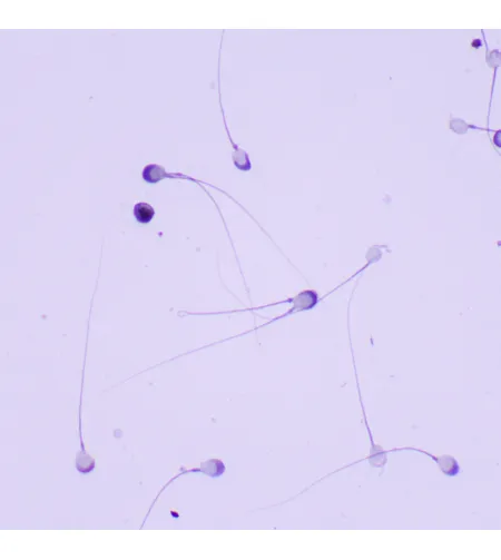 Микроскоп биологический MAGUS Bio 260T