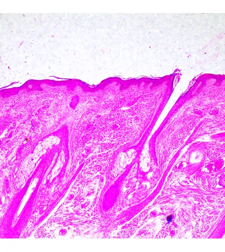 MAGUS Bio 290T Biological Microscope