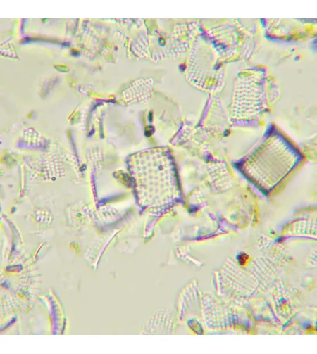 MAGUS Bio 290T Biological Microscope