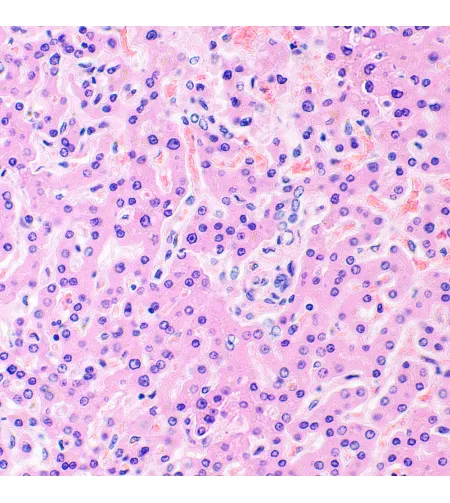 MAGUS Bio 290T Biological Microscope