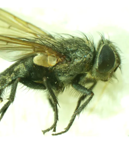 Микроскоп стереоскопический MAGUS Stereo A6