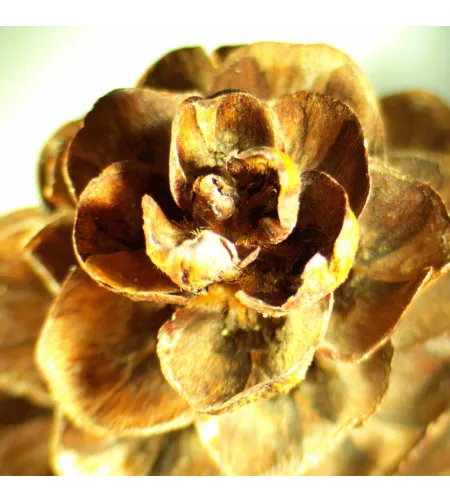 MAGUS Stereo A18T Stereomicroscope