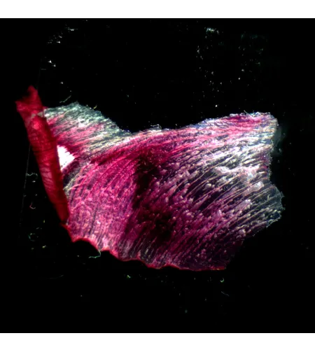 MAGUS Stereo A18T Stereomicroscope