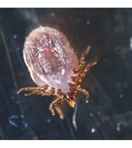 MAGUS Stereo A18T Stereomicroscope