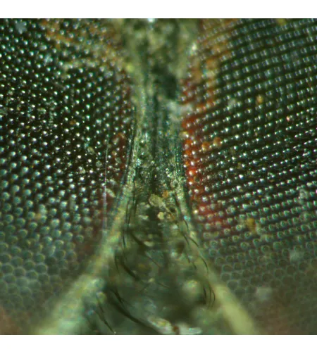 MAGUS Stereo A18T Stereomicroscope