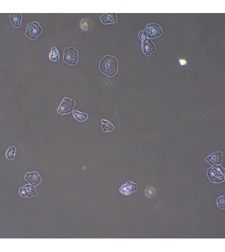 MAGUS PH2 Phase Сontrast Device