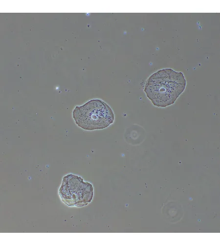 MAGUS PH2 Phase Сontrast Device