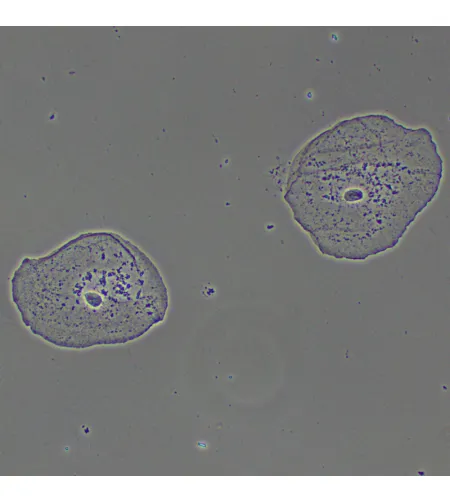 MAGUS PH2 Phase Сontrast Device